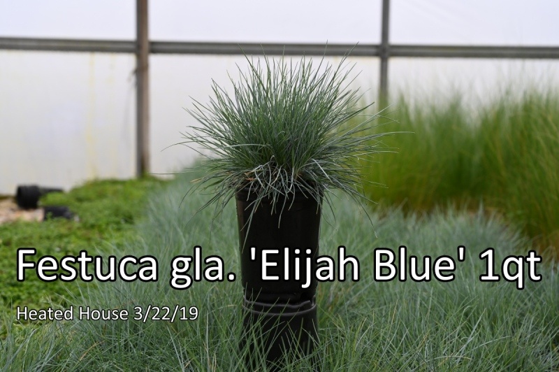 Festuca-gla.-Elijah-Blue-1qt
