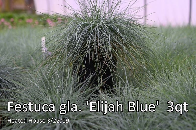 Festuca-gla.-Elijah-Blue-3-qt