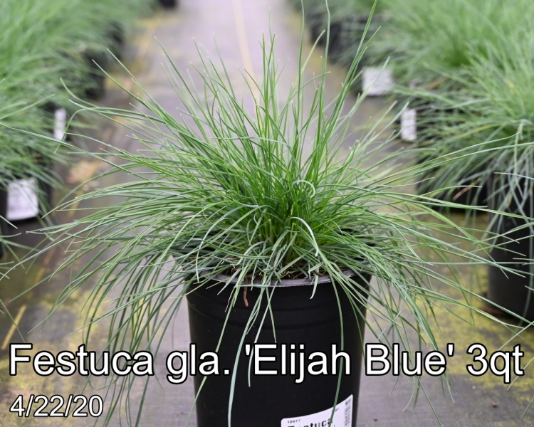 Festuca-gla.-Elijah-Blue-3qt