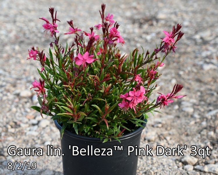 Gaura-lin.-Belleza™-Pink-Dark