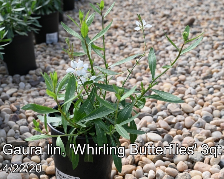 Gaura-lin.-Whirling-Butterflies-3qt
