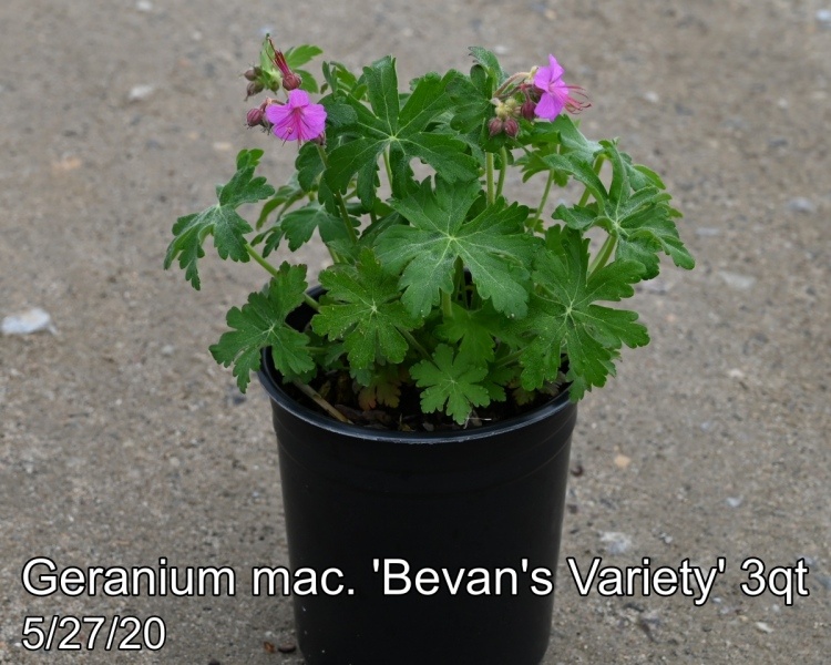 Geranium mac. Bevans Variety 3qt