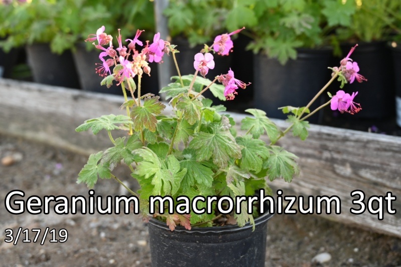 Geranium-macrorrhizum