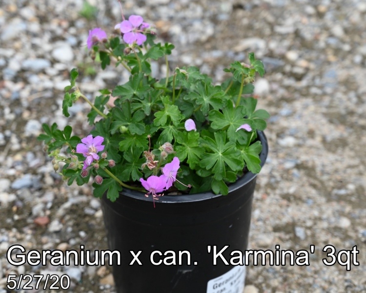 Geranium x can. Karmina 3qt