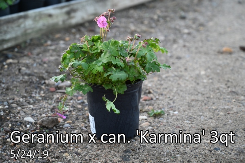 Geranium-x-can.-Karmina