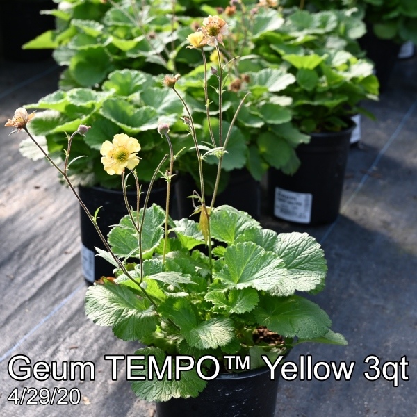 Geum TEMPO™ Yellow 3qt
