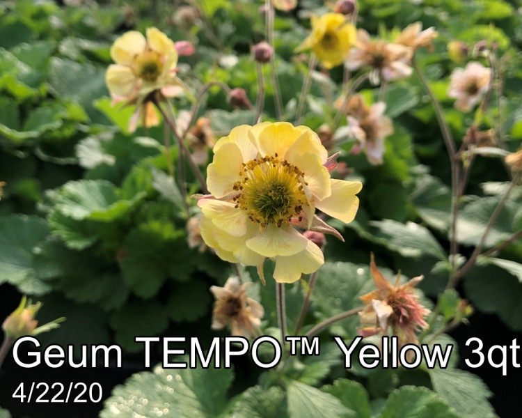 Geum-TEMPO™-Yellow-3qt