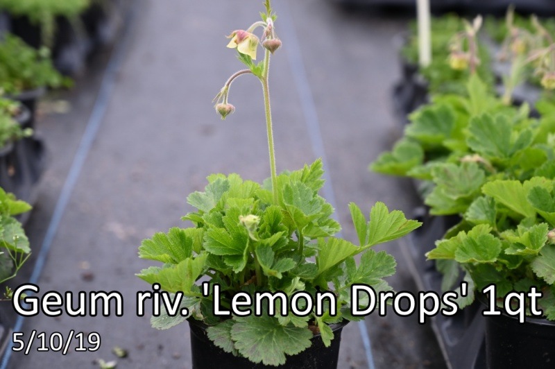Geum-riv.-Lemon-Drops