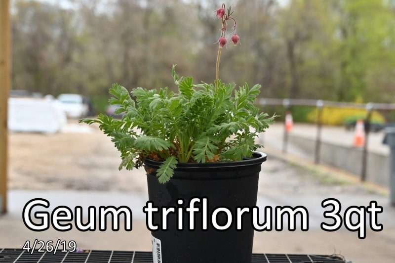 Geum-triflorum