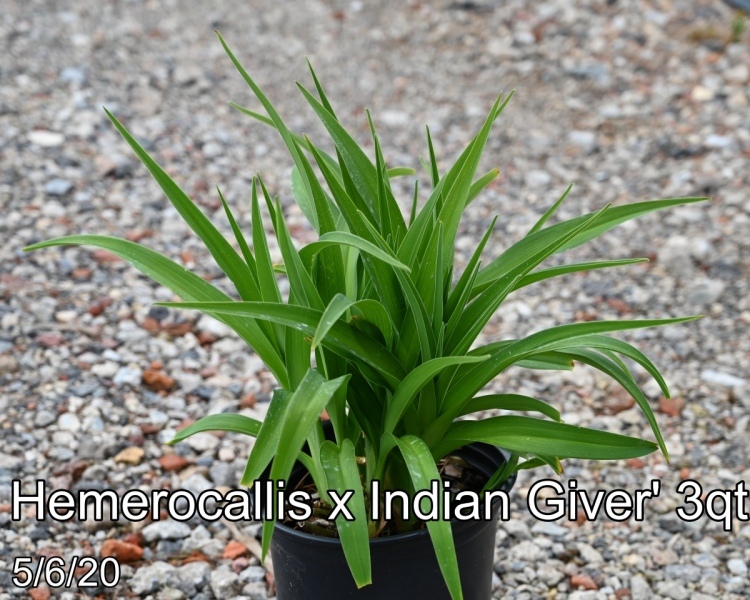Hemerocallis x Indian Giver 3qt