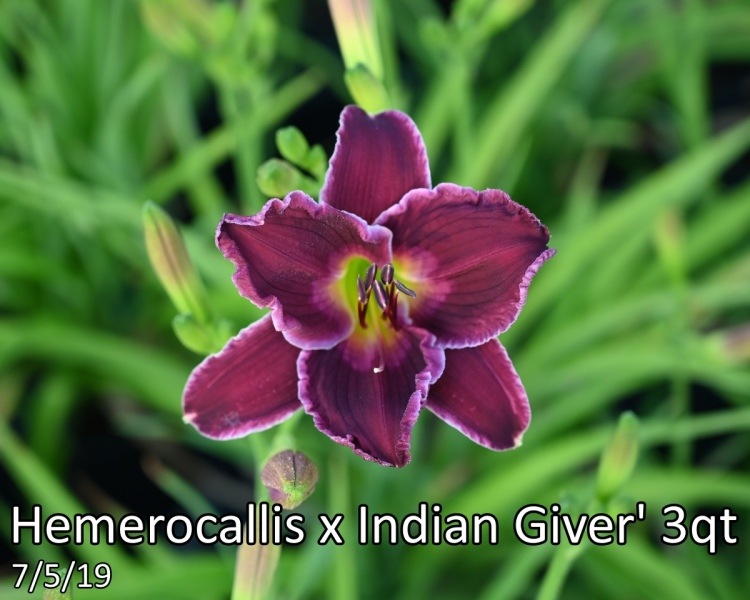 Hemerocallis-x-Indian-Giver