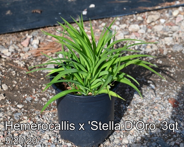 Hemerocallis x Stella D'Oro 3qt