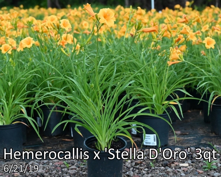 Hemerocallis-x-Stella-DOro