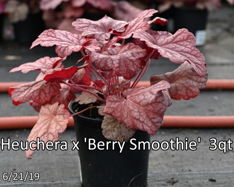 Heuchera-x-Berry-Smoothie