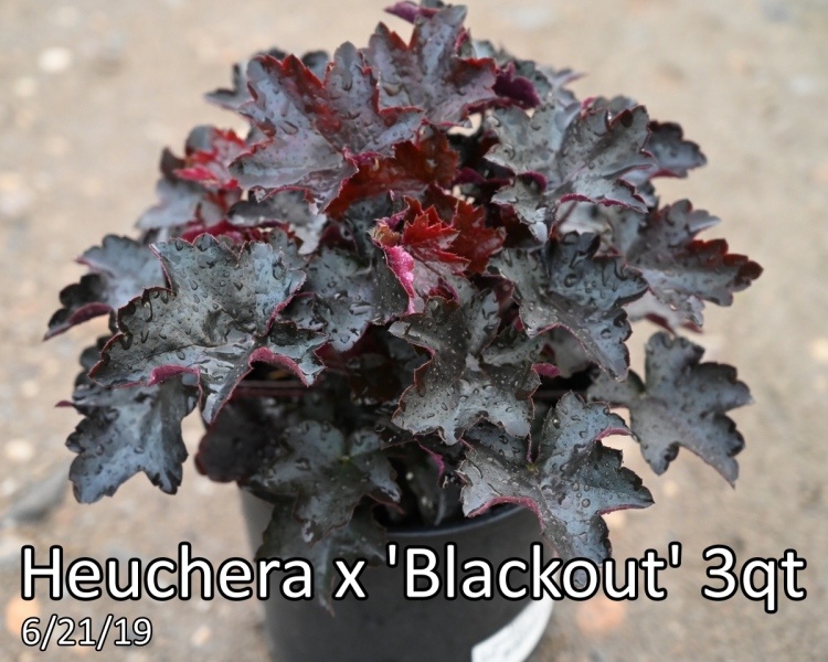 Heuchera-x-Blackout