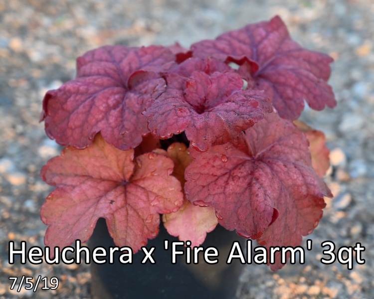 Heuchera-x-Fire-Alarm