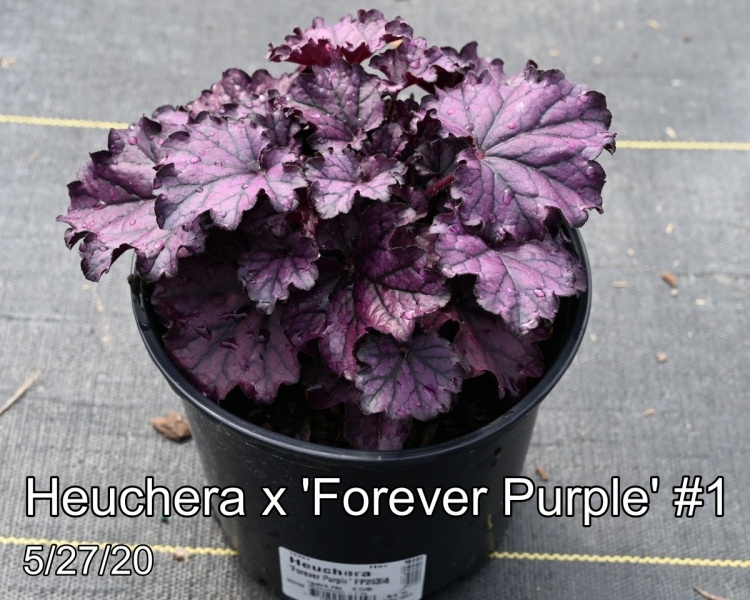 Heuchera x Forever Purple #1