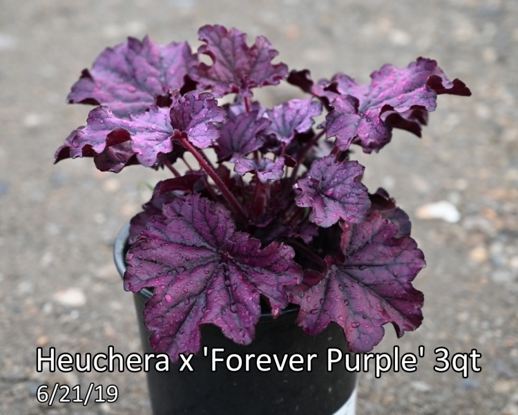 Heuchera-x-Forever-Purple