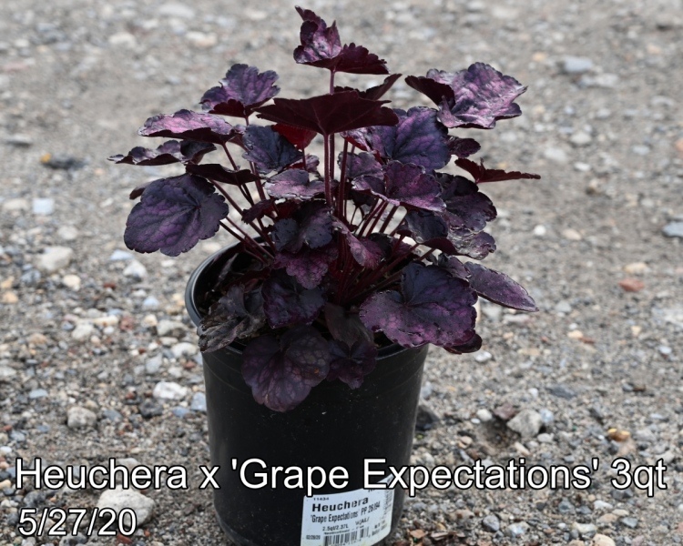 Heuchera x Grape Expectations 3qt