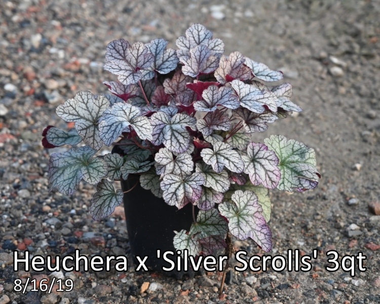 Heuchera-x-Silver-Scrolls