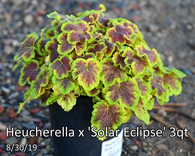Heucherella-x-Solar-Eclipse