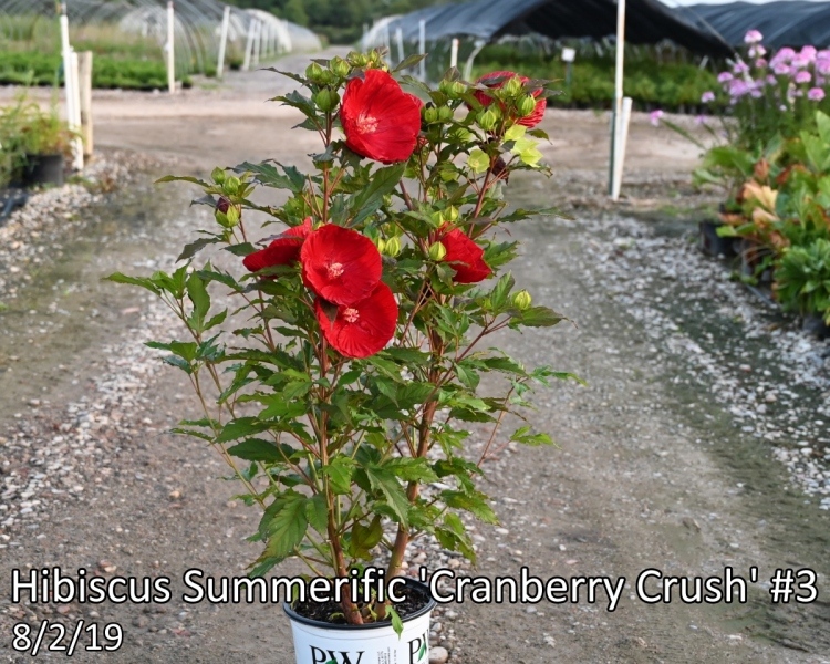Hibiscus-Summerific-Cranberry-Crush