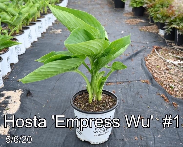 Hosta Empress Wu #1