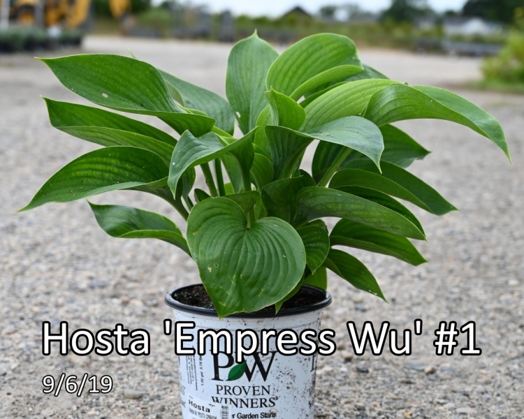 Hosta-Empress-Wu