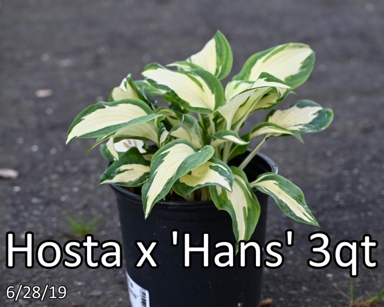 Hosta-x-Hans