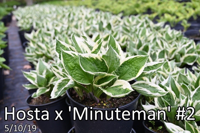 Hosta-x-Minuteman