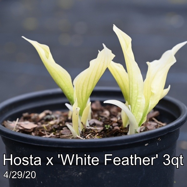 Hosta x White Feather 3qt