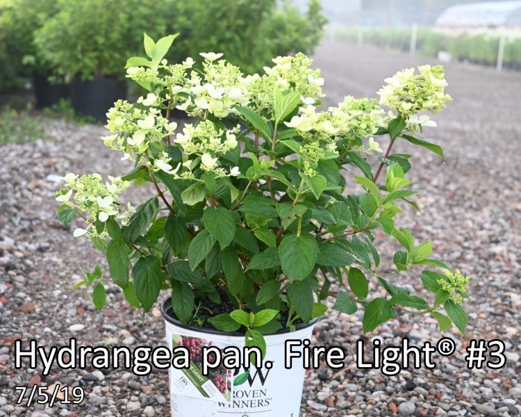 Hydrangea-Fire-Light®