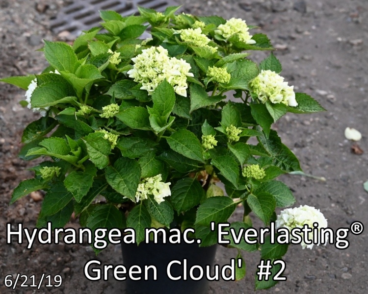 Hydrangea-mac.-Everlasting®-Green-Cloud