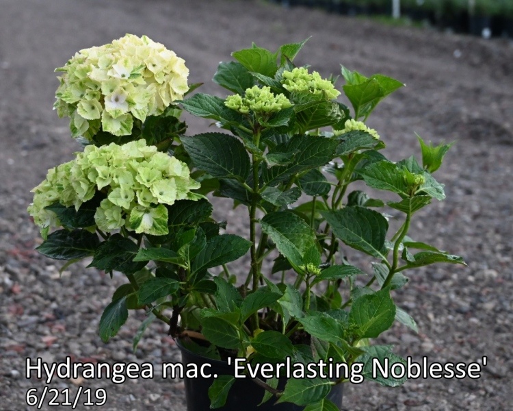 Hydrangea-mac.-Everlasting-Noblesse