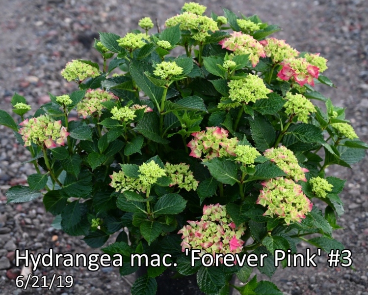Hydrangea-mac.-Forever-Pink