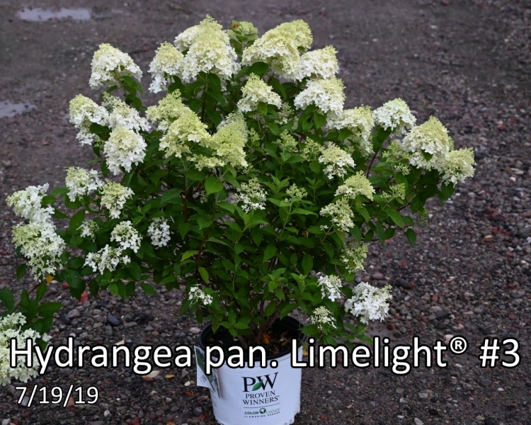 Hydrangea-pan.-Limelight®