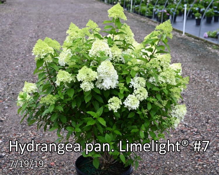Hydrangea-pan.-Proven-Winners®-Color-Choice®-Limelight®