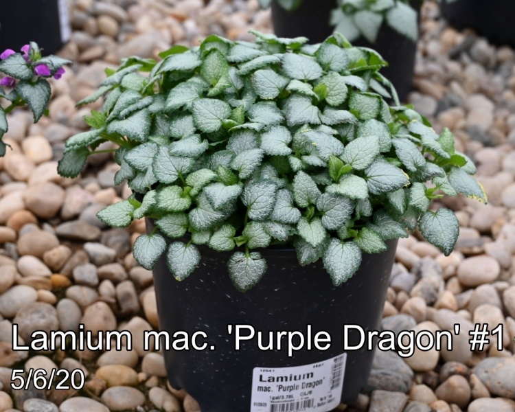 Lamium mac. Purple Dragon #1