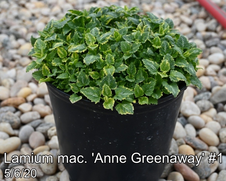 Lamium mac. Anne Greenaway #1