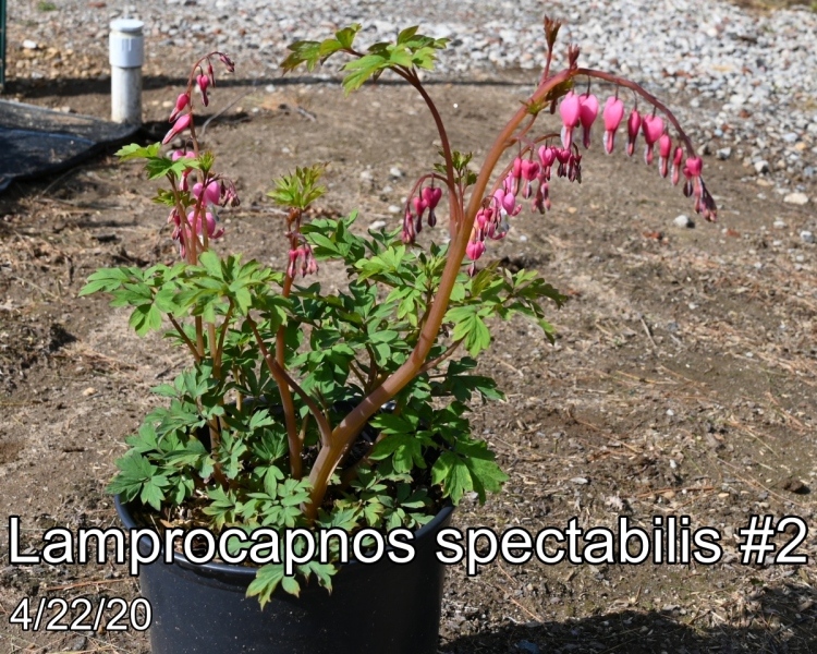 Lamprocapnos-spectabilis-2