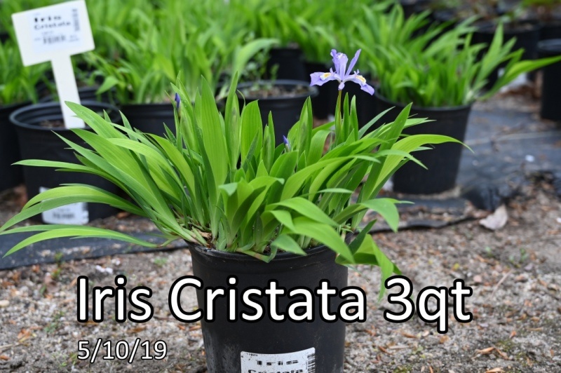 Iris-Cristata