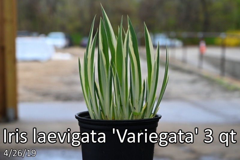 Iris-laevigata-Variegata