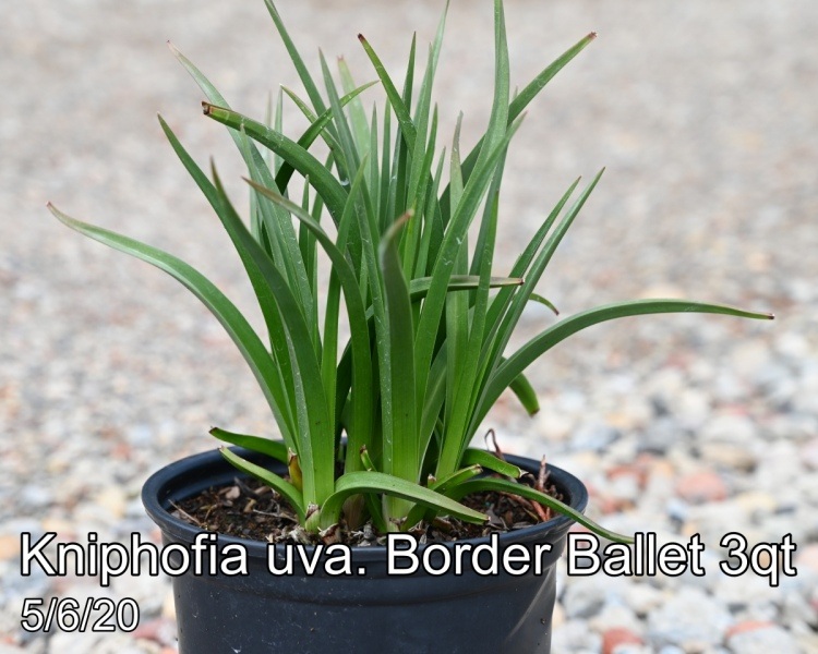Kniphofia uva. Border Ballet 3qt