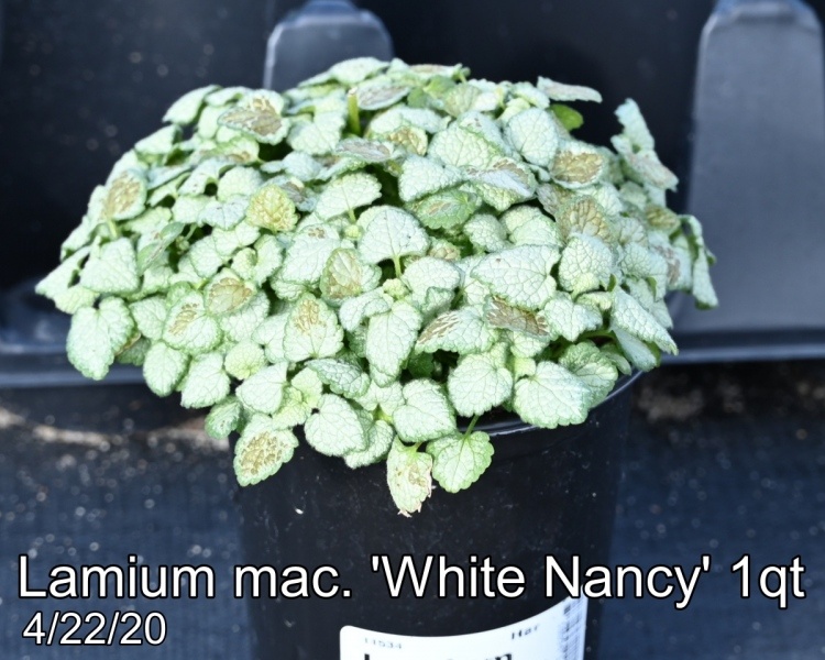 Lamium-mac.-White-Nancy-1qt