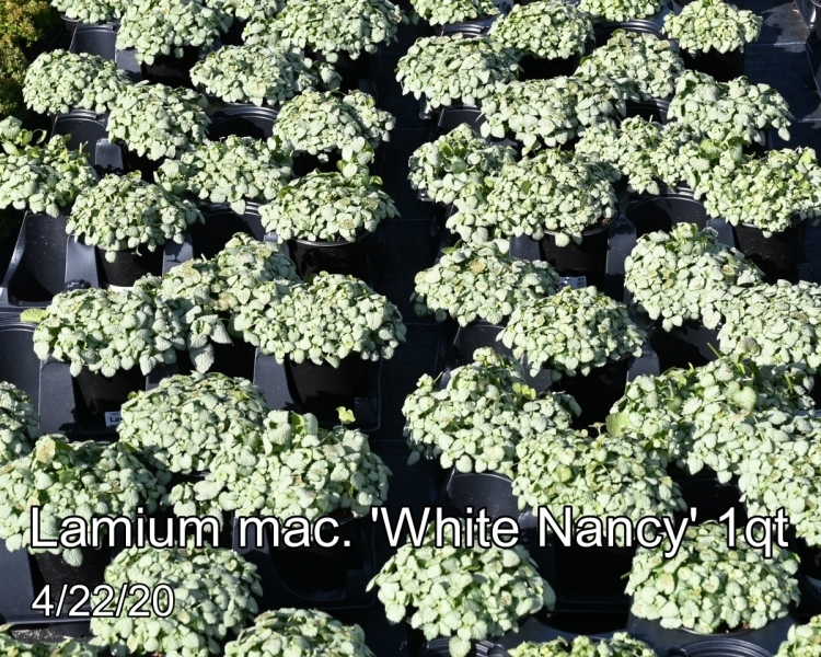Lamium-mac.-White-Nancy-crop