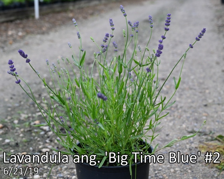 Lavandula-ang.-Big-Time-Blue