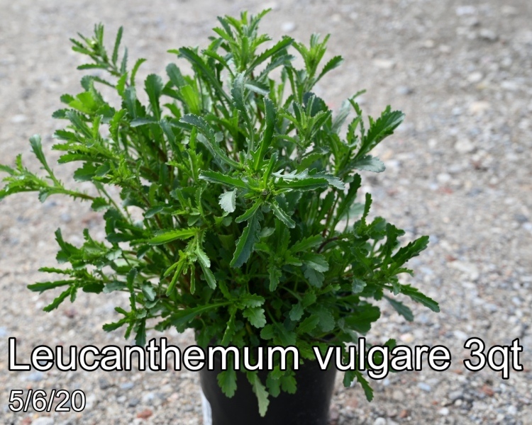 Leucanthemum vulgare 3qt