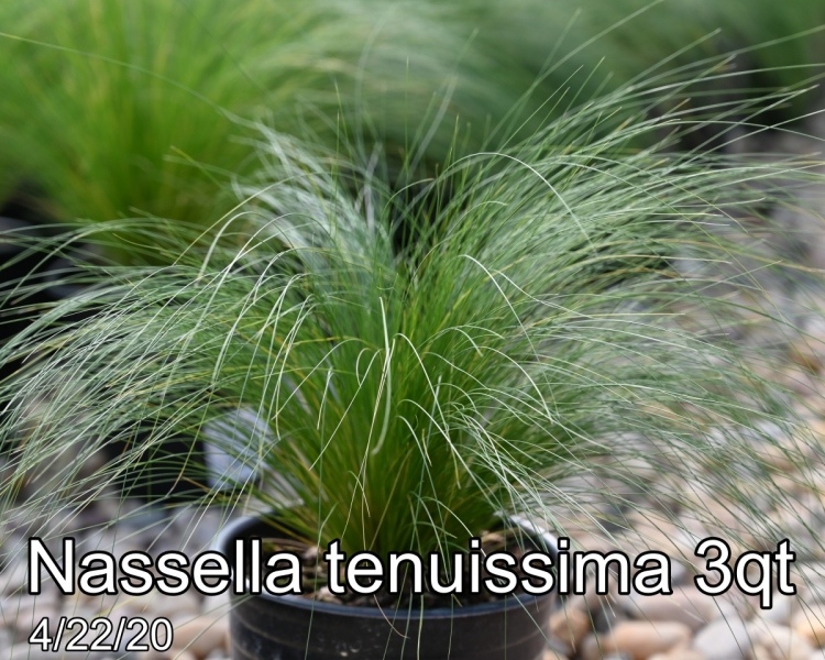 Nassella tenuissima 3qt