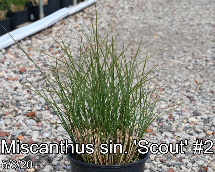 Miscanthus sin. Scout #2