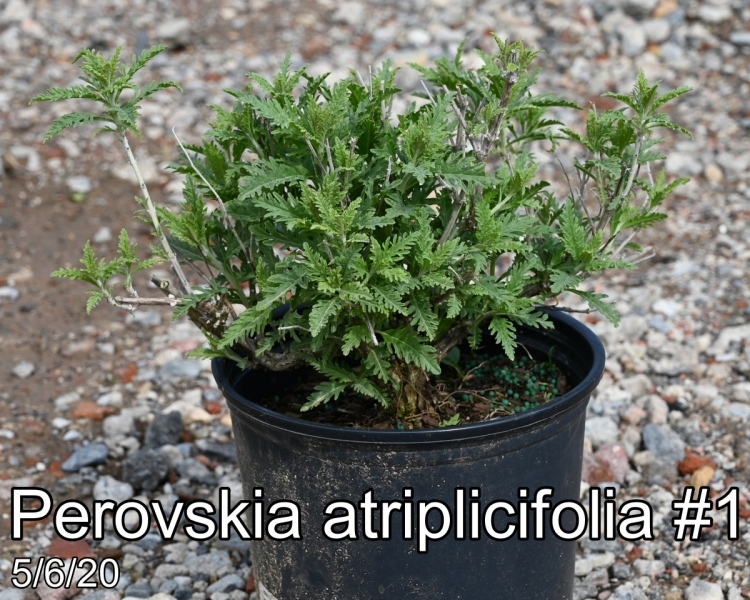 Perovskia atriplicifolia #1